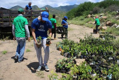 Voluntariado Open Hands, Cevamar y Provita siembran 300 árboles en Macanao